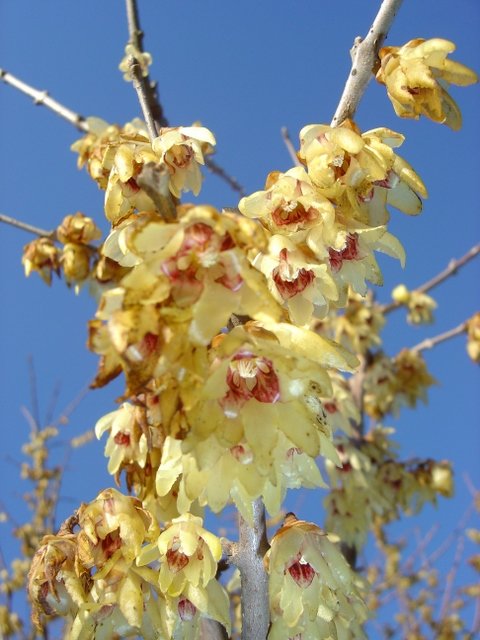 Chimonanthus praecox P5 (2)